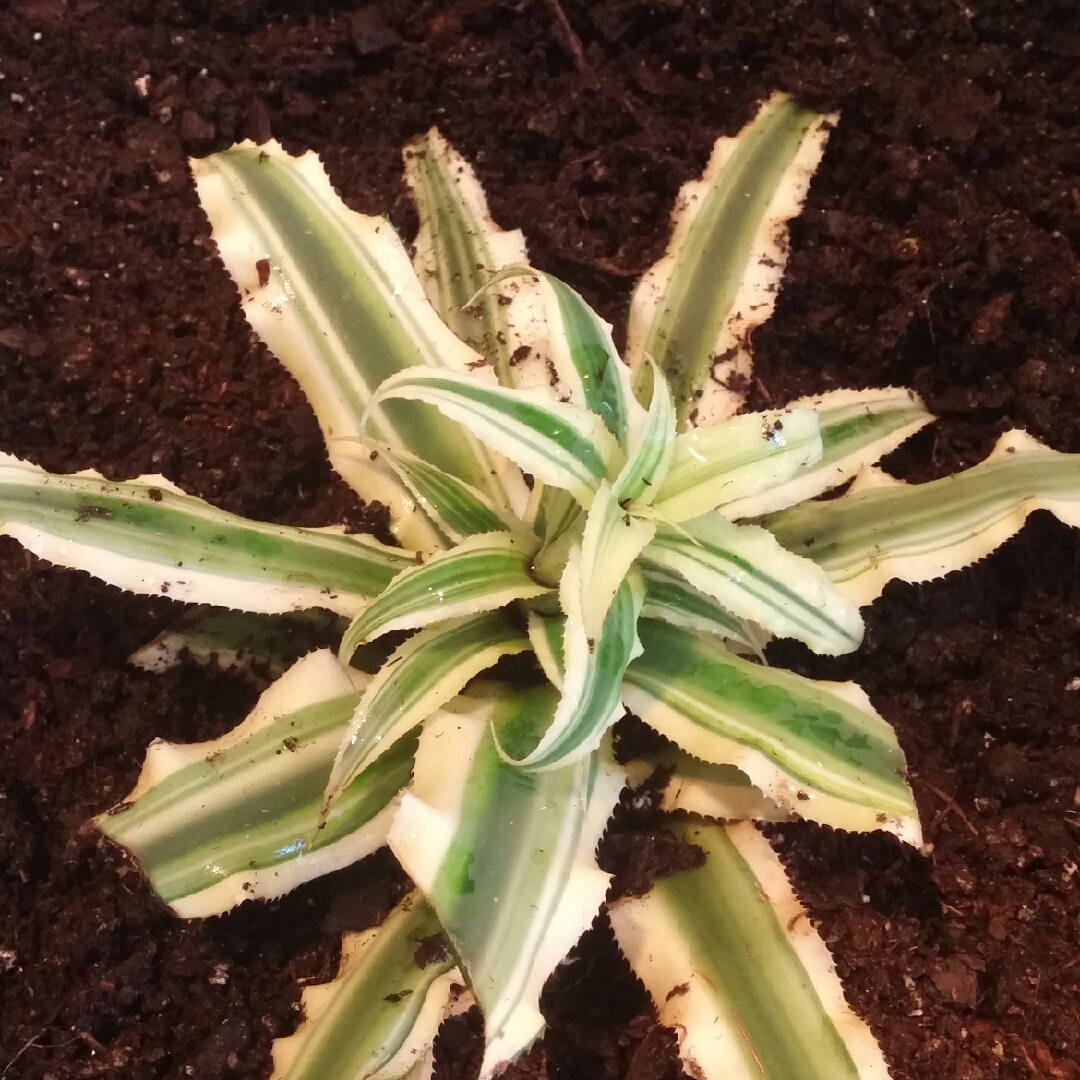 Red Earth Star in the GardenTags plant encyclopedia