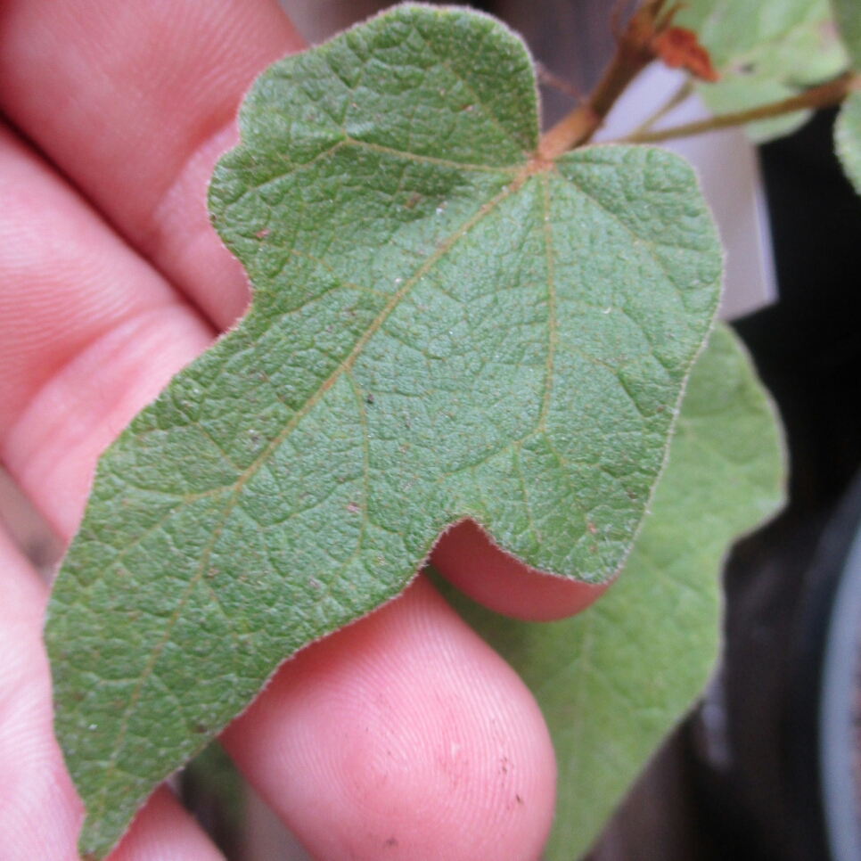 Little kurrajong in the GardenTags plant encyclopedia