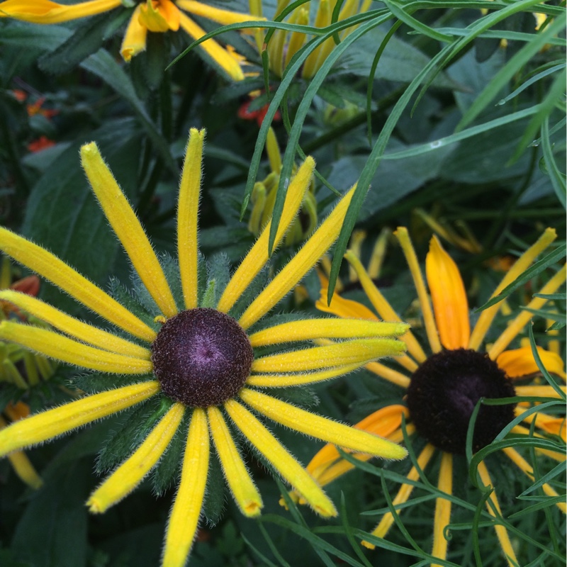 Coneflower Chim Chiminee in the GardenTags plant encyclopedia