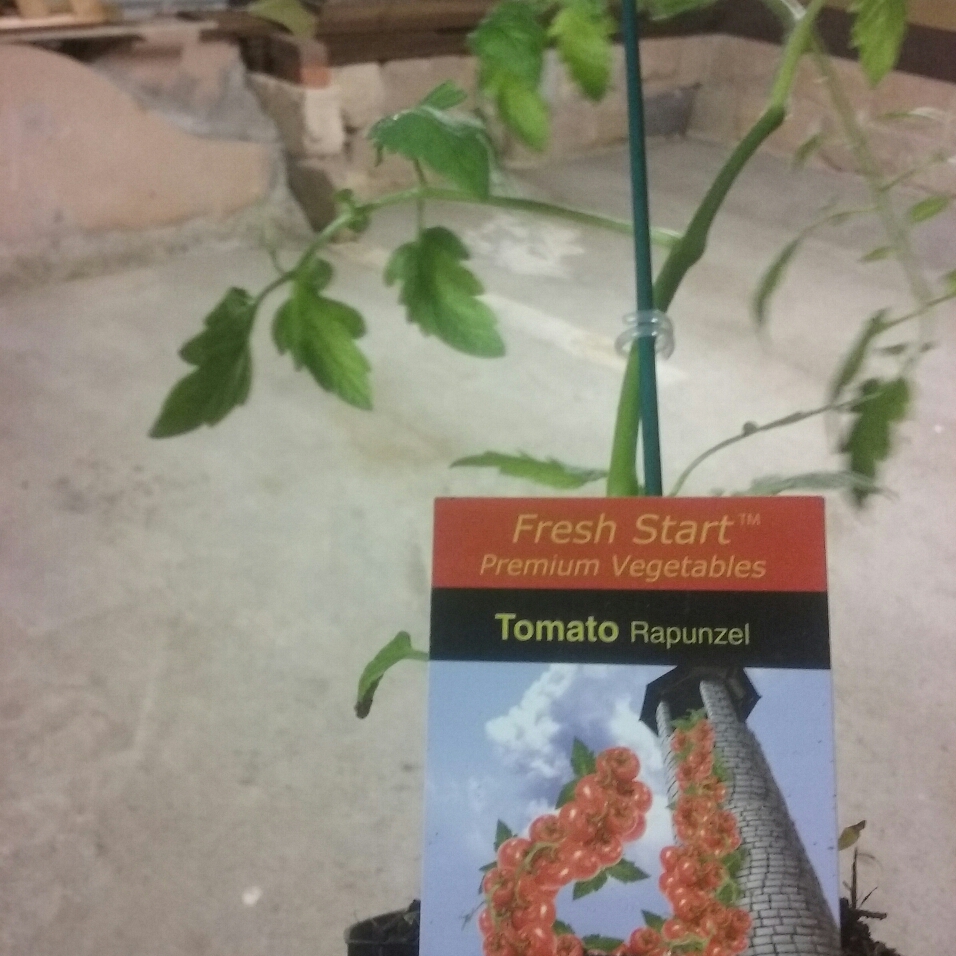 Tomato Rapunzel (Cherry Tomato) in the GardenTags plant encyclopedia