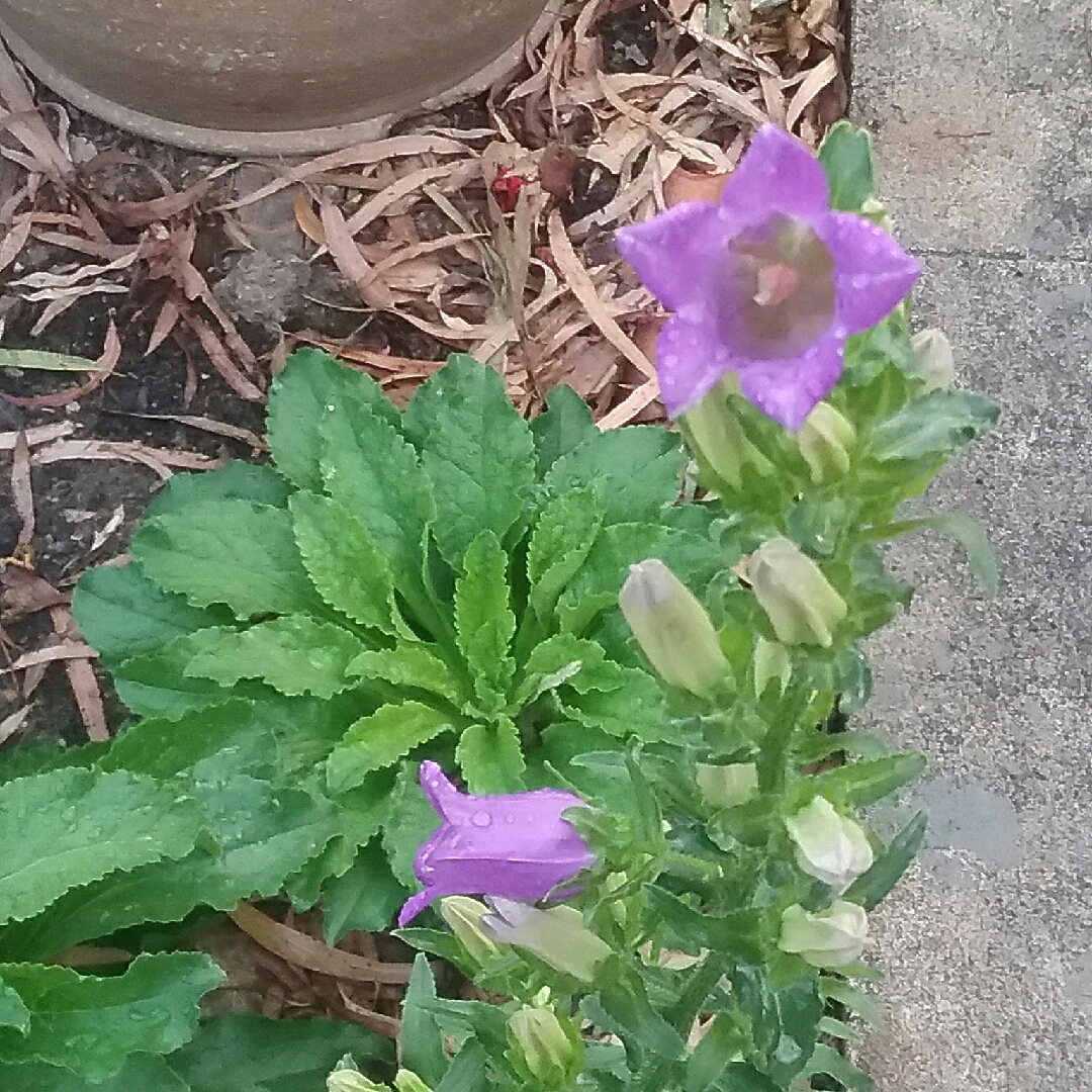 Serbian bellflower in the GardenTags plant encyclopedia