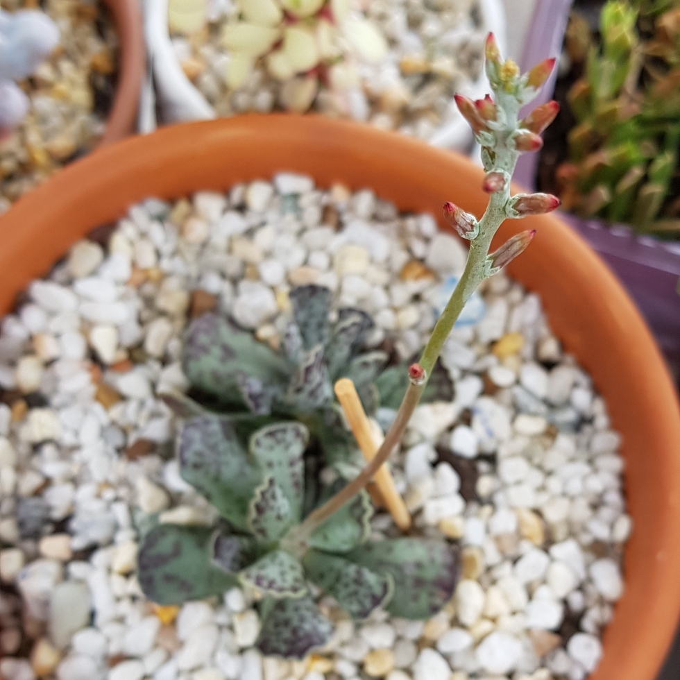 Adromischus Plover Eggs Plant in the GardenTags plant encyclopedia