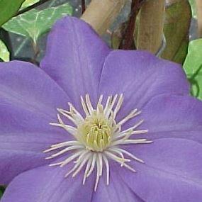 Clematis Mrs PB Truax in the GardenTags plant encyclopedia