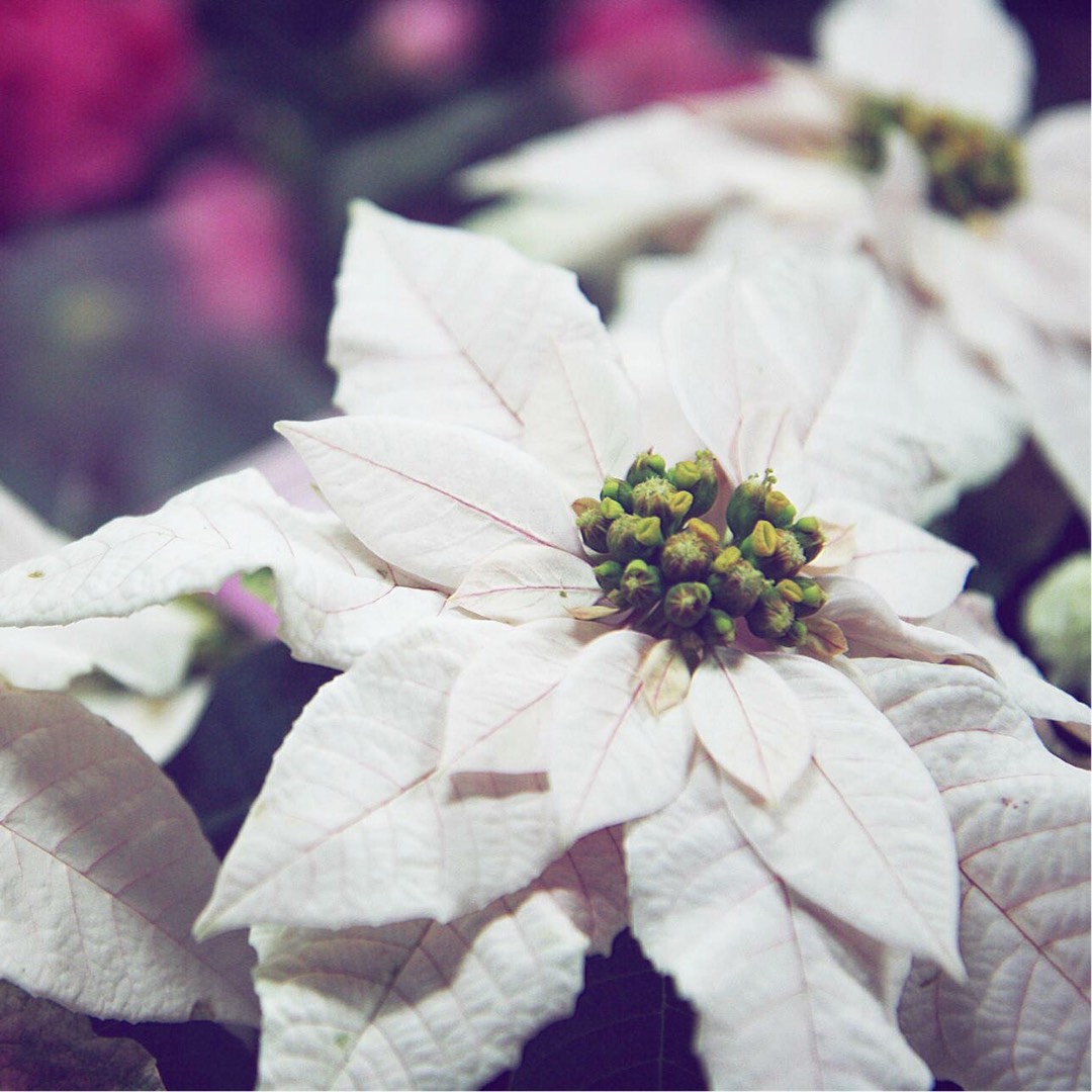 Poinsettia Princettia Pearl in the GardenTags plant encyclopedia