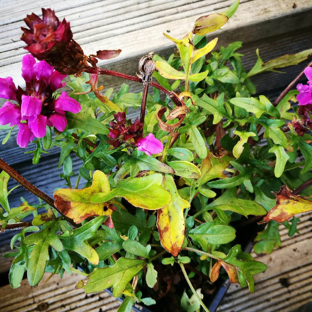 Large flowered selfheal in the GardenTags plant encyclopedia