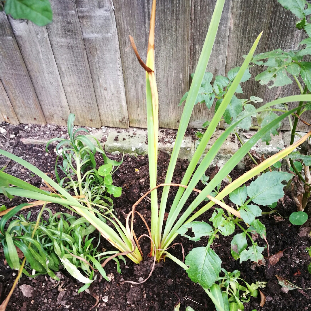 Siberian Iris Tamberg in the GardenTags plant encyclopedia