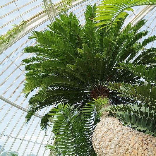 Cycad in the GardenTags plant encyclopedia