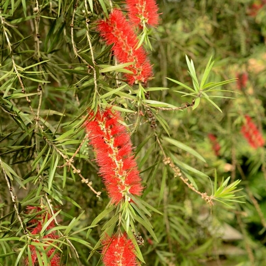 Weeping Bottlebrush in the GardenTags plant encyclopedia