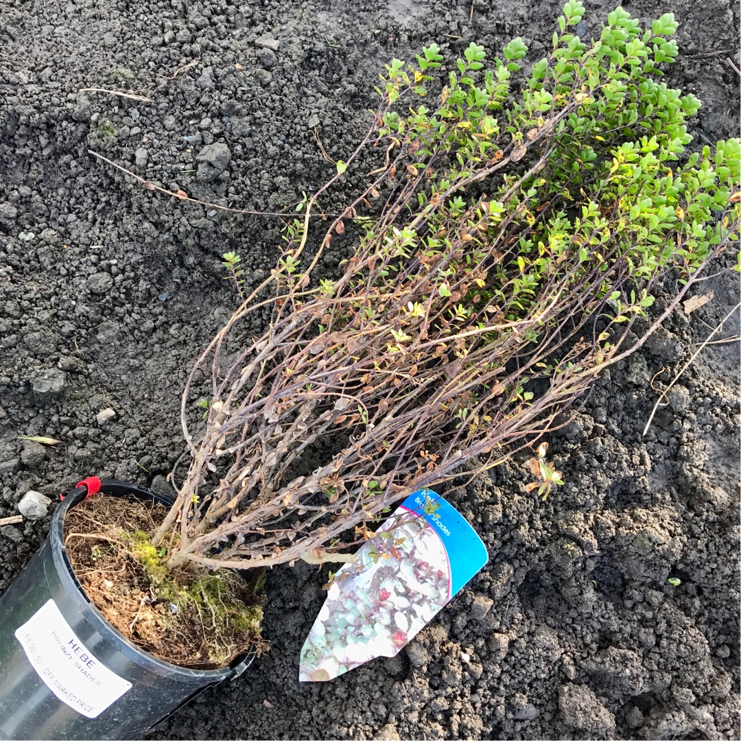 Shrubby Veronica  Bronze Shades in the GardenTags plant encyclopedia