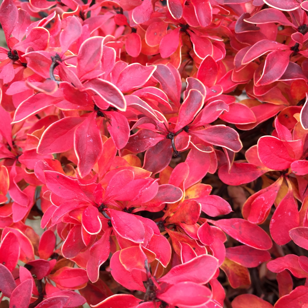 Japanese barberry Admiration in the GardenTags plant encyclopedia