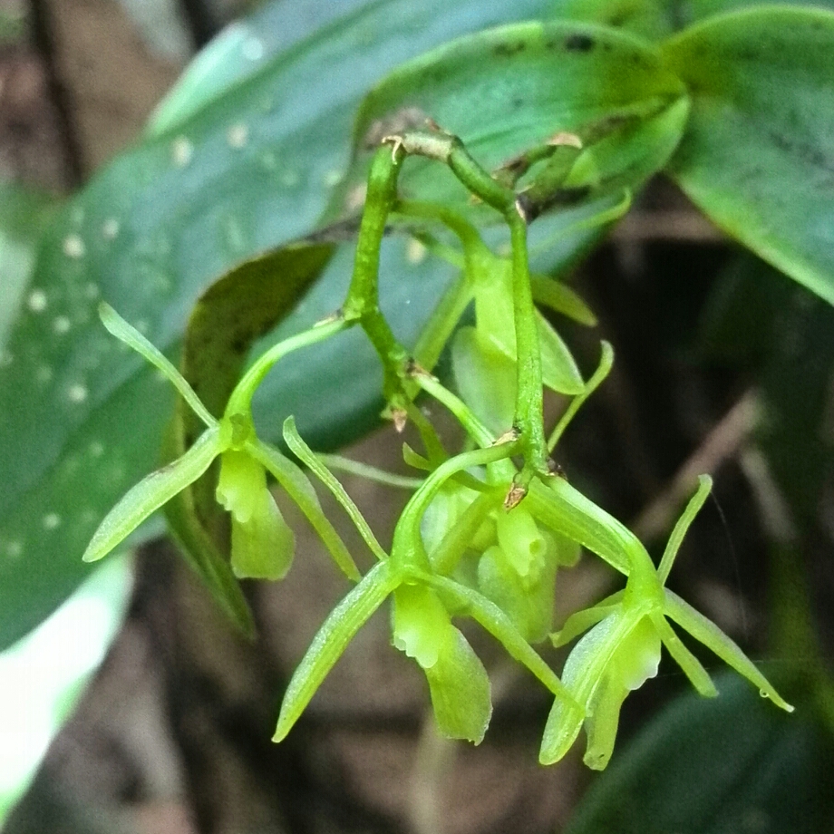 Differently Formed Epidendrum in the GardenTags plant encyclopedia