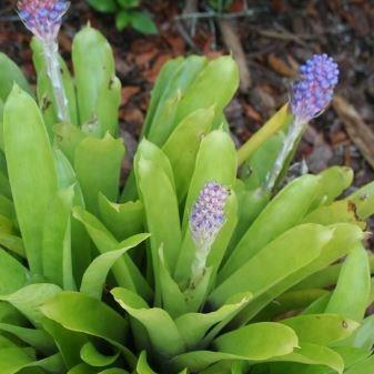 Bromeliad Blue Cone in the GardenTags plant encyclopedia