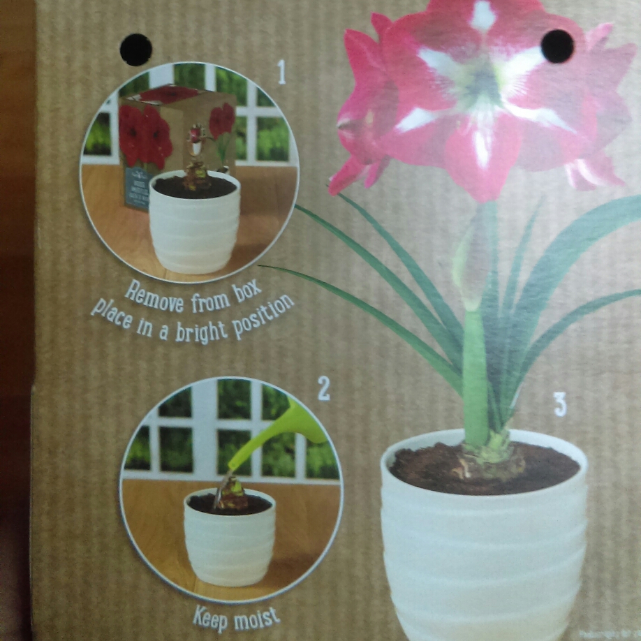 Hippeastrum Monte Carlo in the GardenTags plant encyclopedia