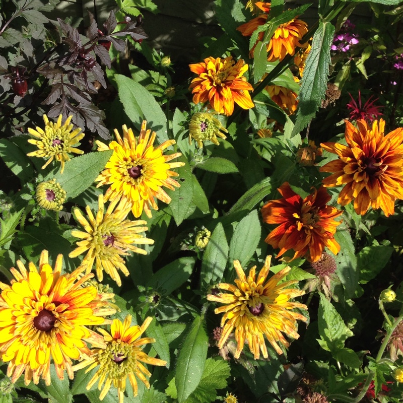 Coneflower (Rudbeckia) in the GardenTags plant encyclopedia