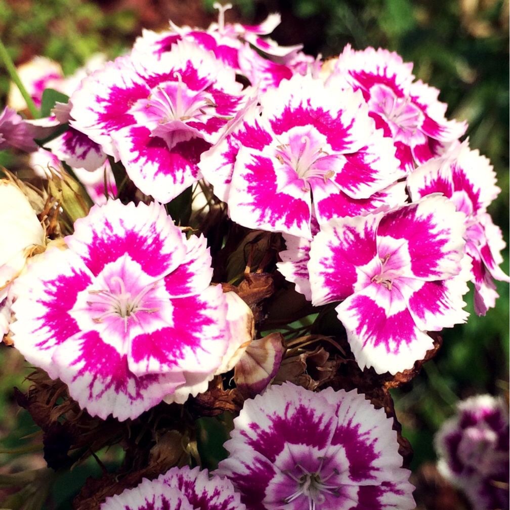 Mountain Laurel Bullseye in the GardenTags plant encyclopedia