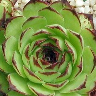 Sempervivum Royanum in the GardenTags plant encyclopedia