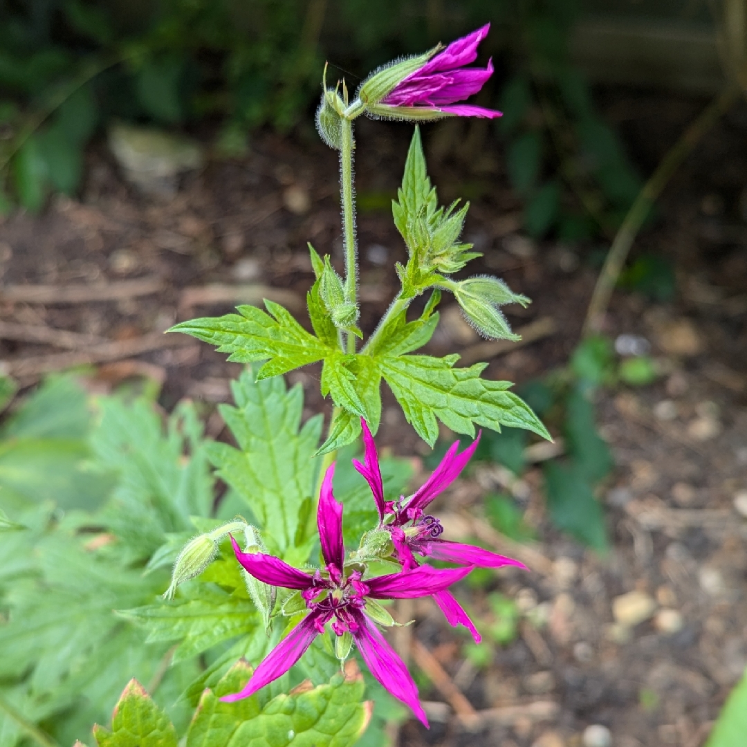 Armenian Cranesbill Catherine Deneuve in the GardenTags plant encyclopedia