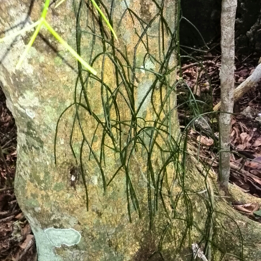 Mistletoe Cactus in the GardenTags plant encyclopedia