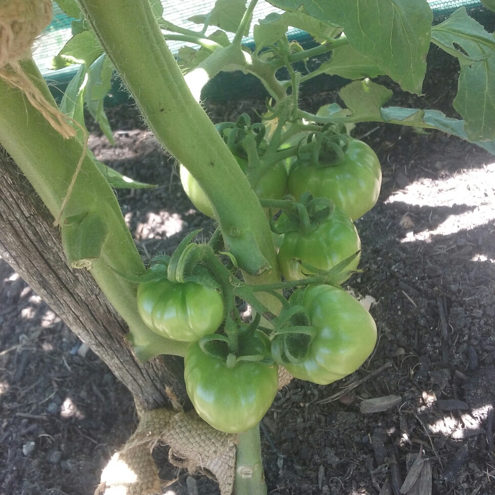 Tomato Grosse Lisse in the GardenTags plant encyclopedia