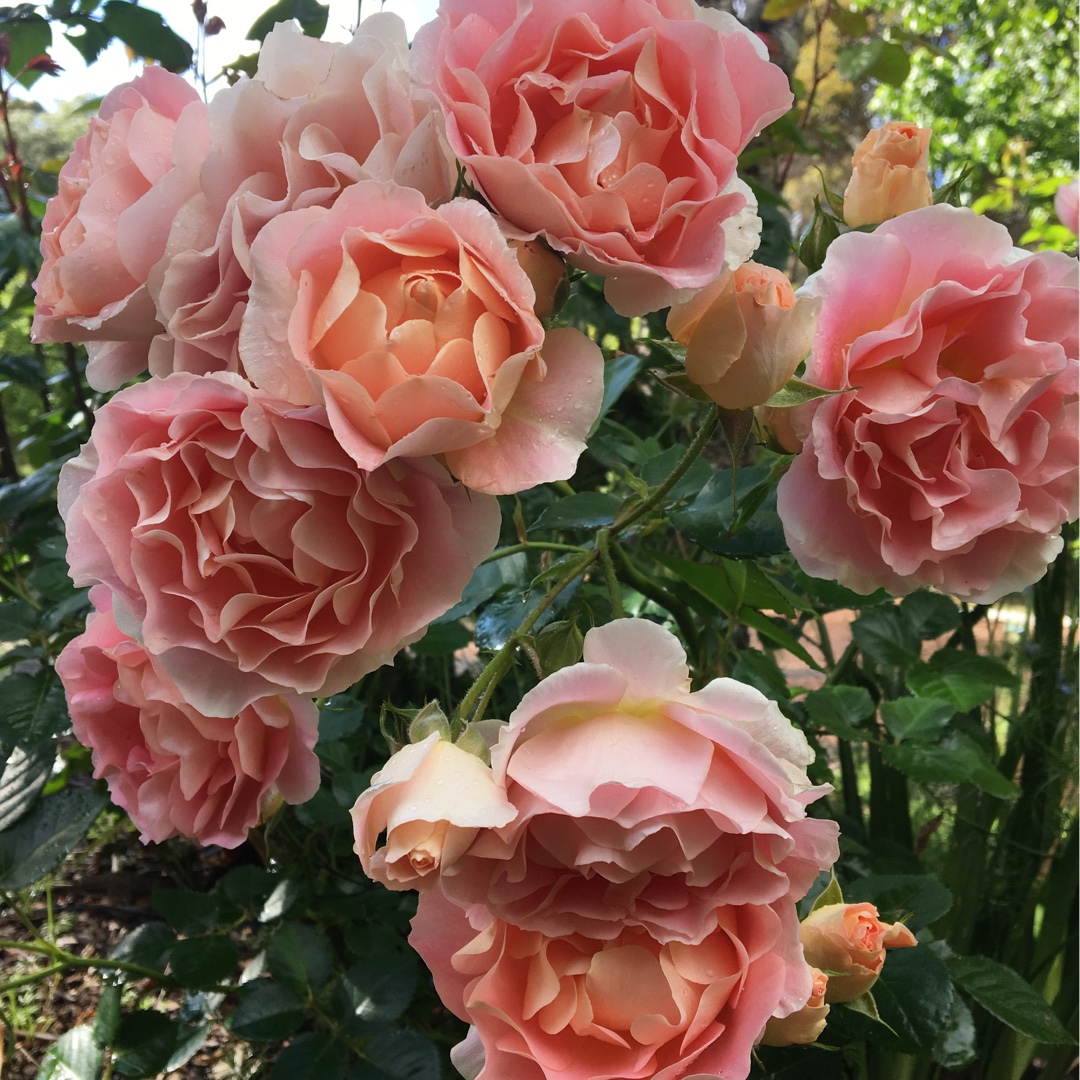 Rose Peach Profusion in the GardenTags plant encyclopedia