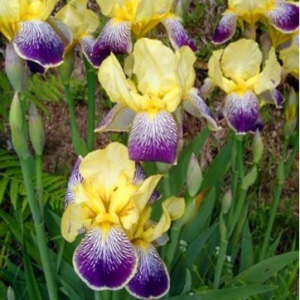 Bearded Iris Nibelungen (Intermediate) in the GardenTags plant encyclopedia