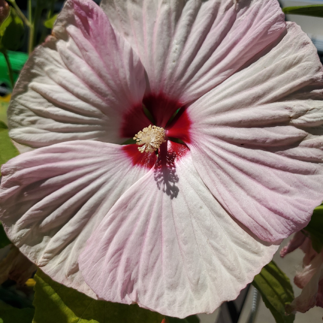 Hibiscus Adonis Pink in the GardenTags plant encyclopedia