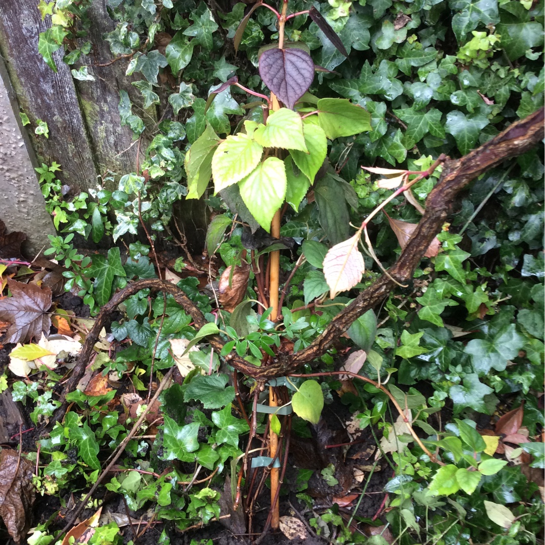 Japanese hydrangea vine Moonlight in the GardenTags plant encyclopedia