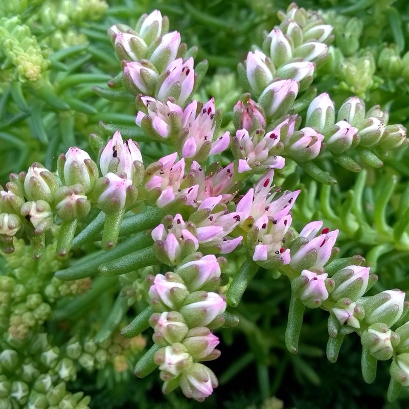 Stonecrop Pulchellum in the GardenTags plant encyclopedia