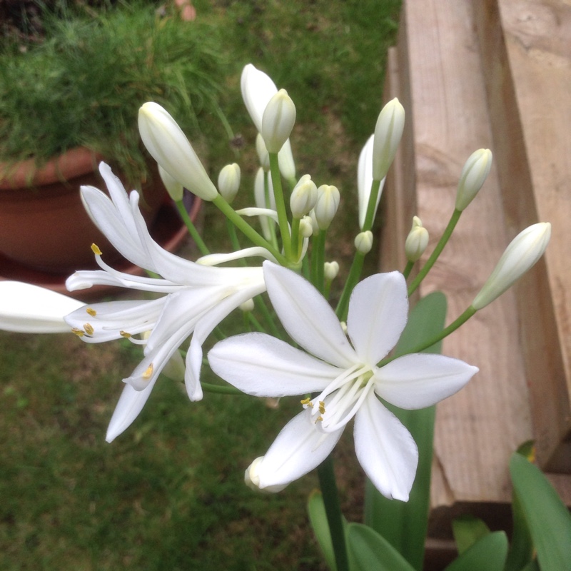 African Lily Thumbelina in the GardenTags plant encyclopedia