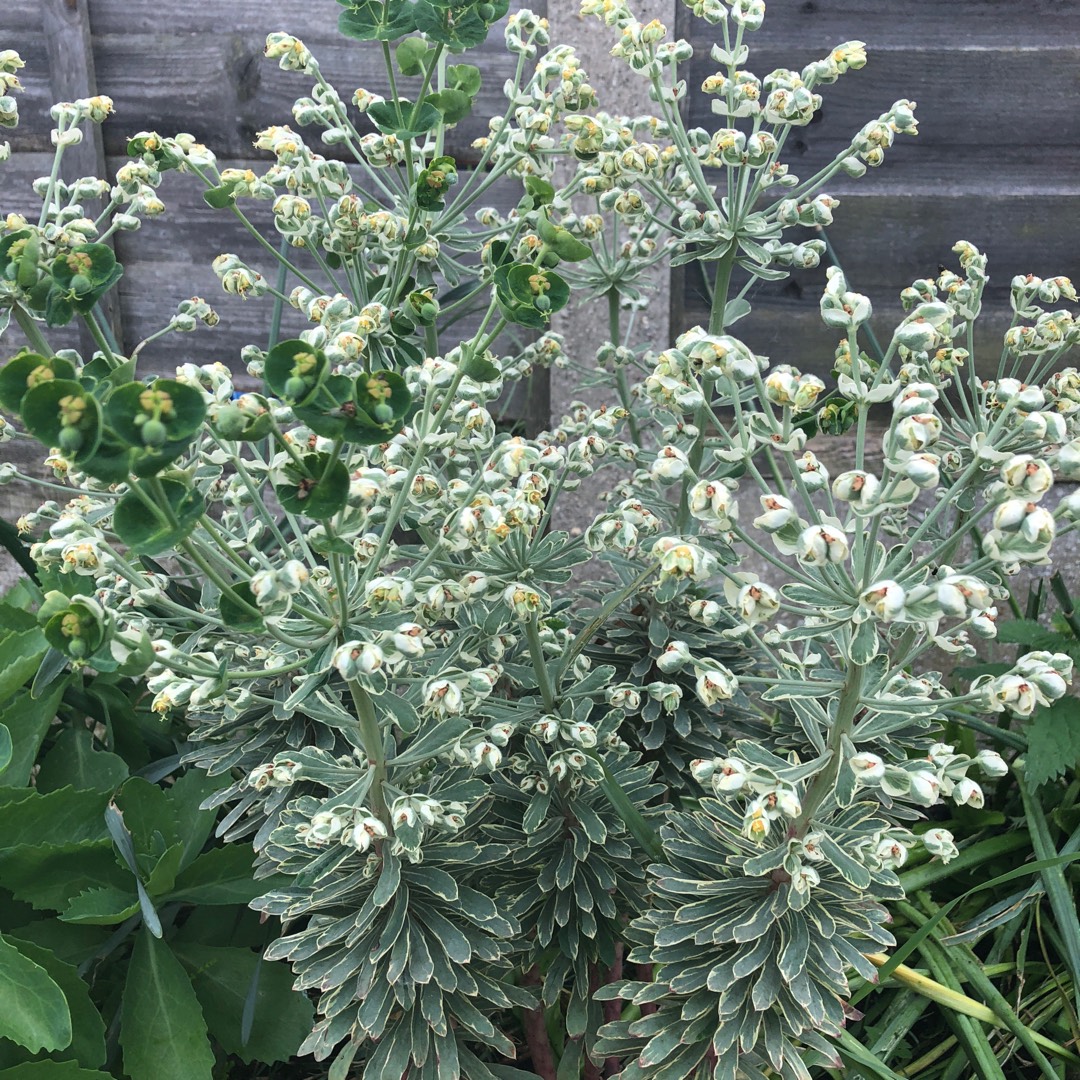 Mediterranean Spurge Silver Edge in the GardenTags plant encyclopedia