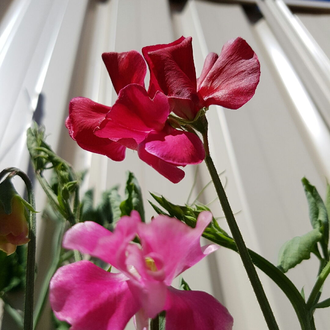 Sweet Pea Barry Dare in the GardenTags plant encyclopedia