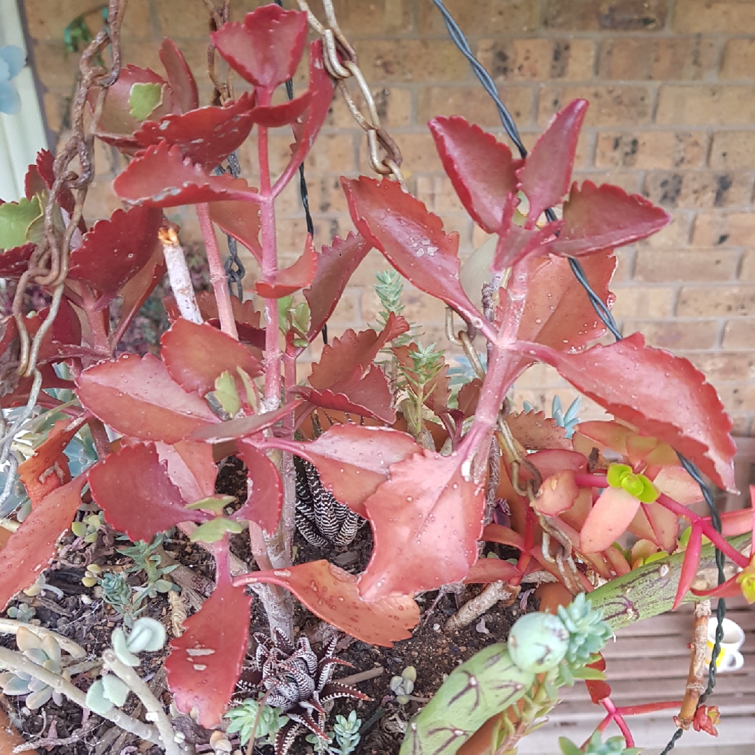 Red Leaved Kalanchoe in the GardenTags plant encyclopedia