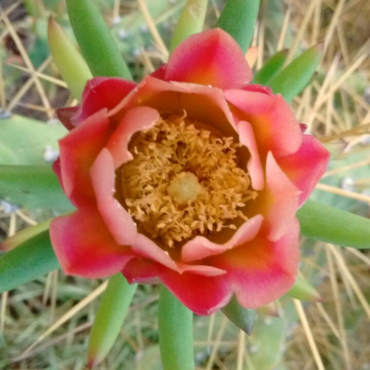 Long Spine Cactus in the GardenTags plant encyclopedia