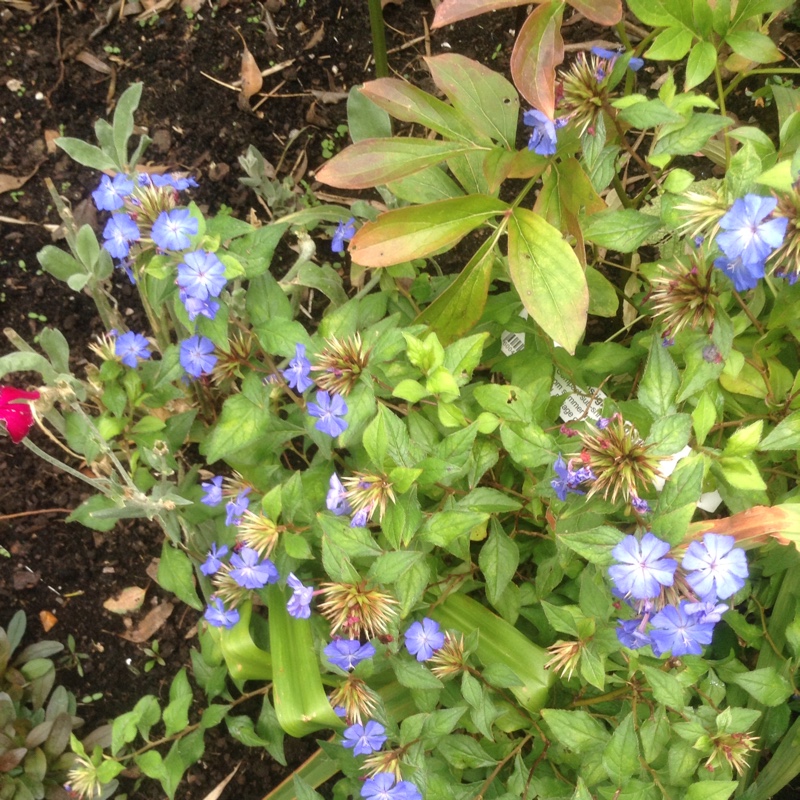 Hardy Plumbago Forest Blue in the GardenTags plant encyclopedia