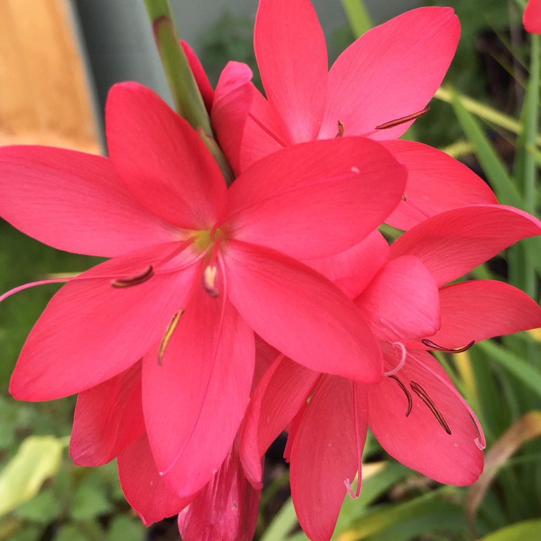 Crimson Flag Lily Oregon Sunset in the GardenTags plant encyclopedia