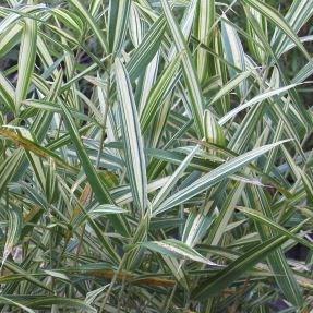 Dwarf white-striped bamboo Tsuboii in the GardenTags plant encyclopedia