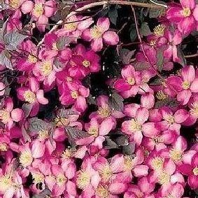 Clematis montana Freda in the GardenTags plant encyclopedia