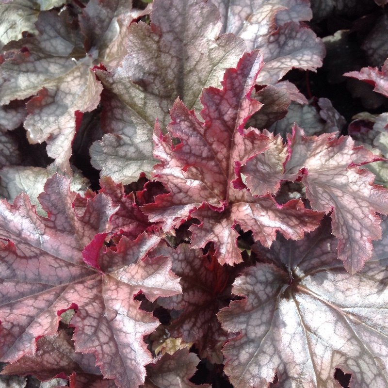 Alumroot Morello in the GardenTags plant encyclopedia