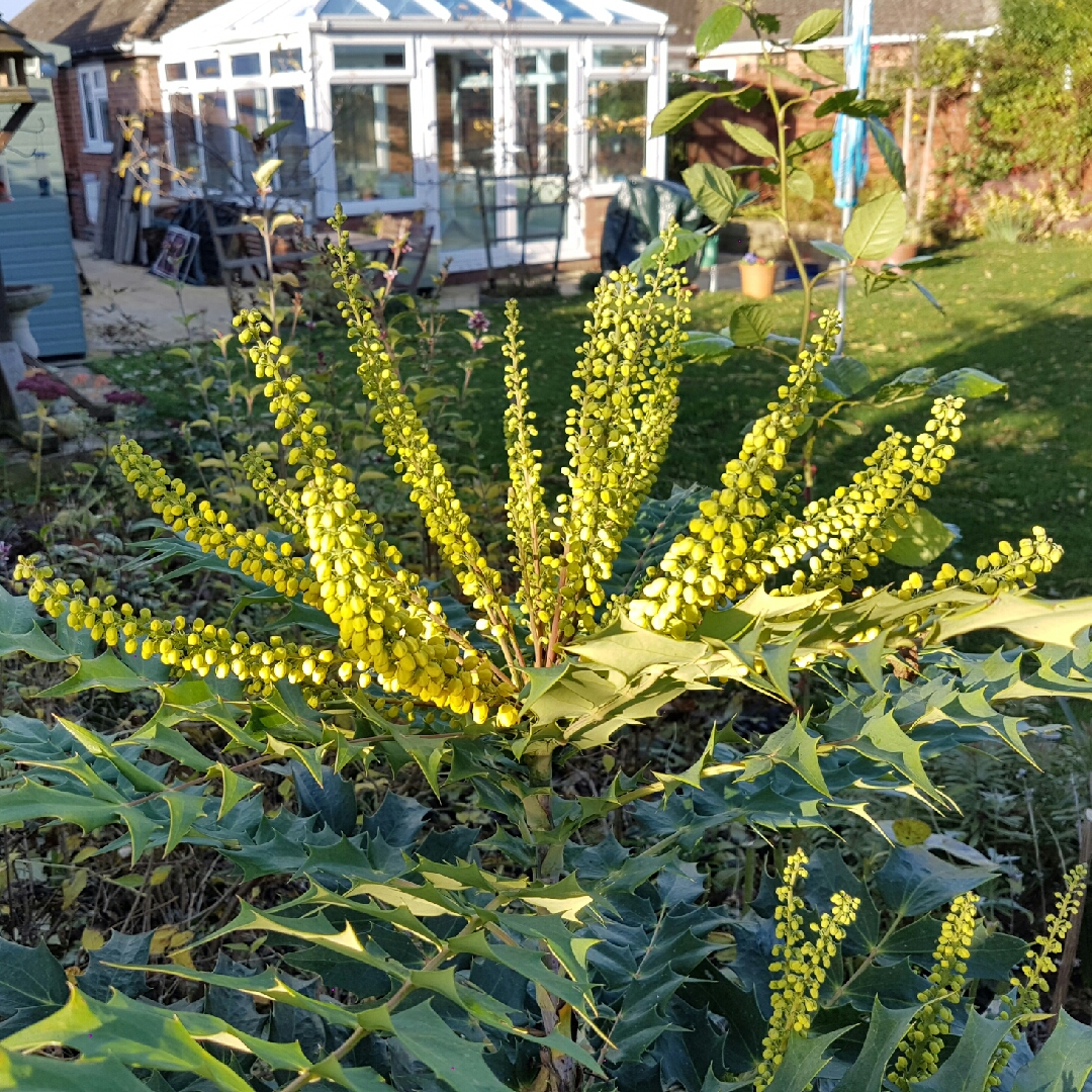 Mahonia Winter Sun in the GardenTags plant encyclopedia