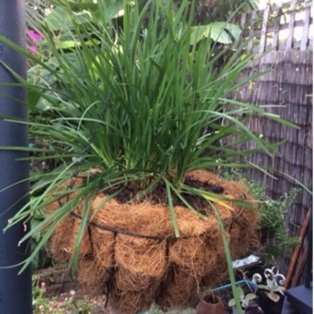 Garlic Chives in the GardenTags plant encyclopedia