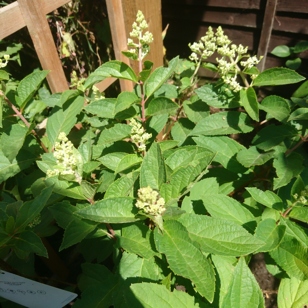 Hydrangea Pinky Winky in the GardenTags plant encyclopedia