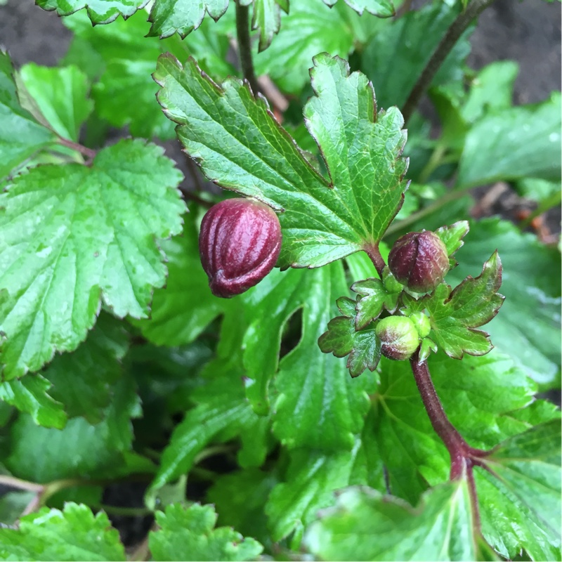 Japanese Anemone Splendens in the GardenTags plant encyclopedia