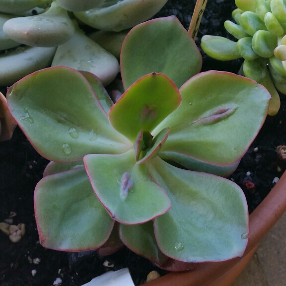 Echeveria Baron Bold in the GardenTags plant encyclopedia