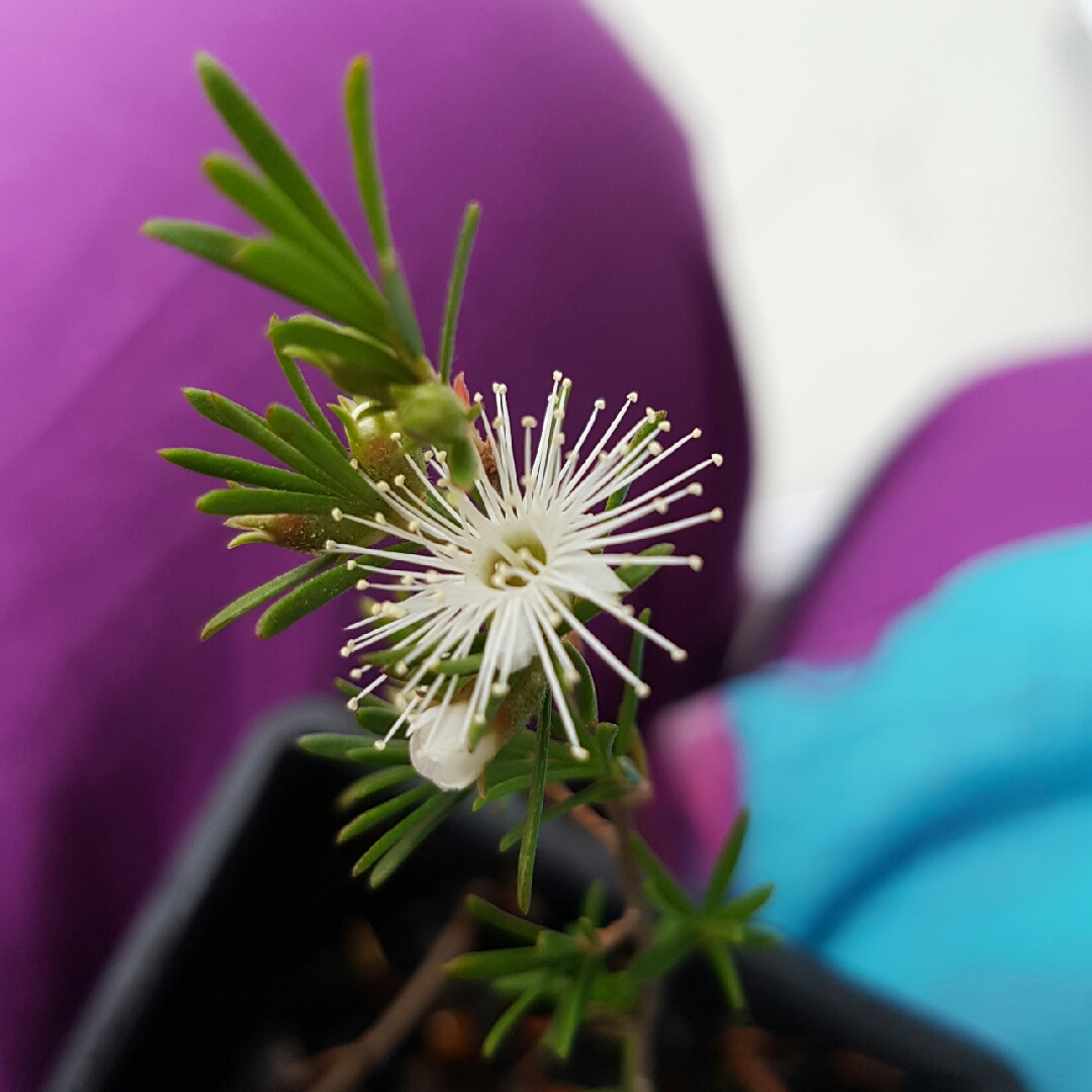 Tick Bush in the GardenTags plant encyclopedia