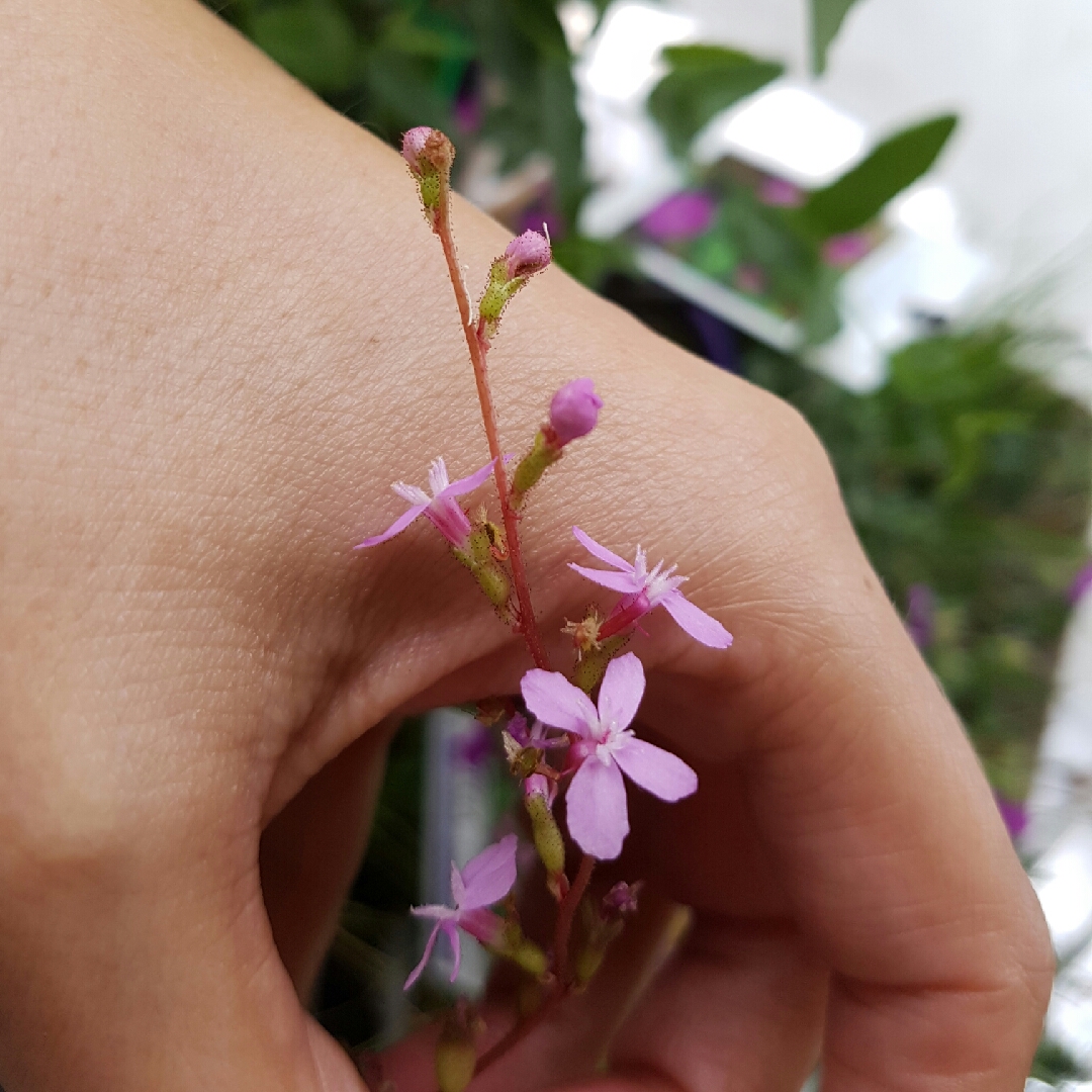 Grass Triggerplant in the GardenTags plant encyclopedia