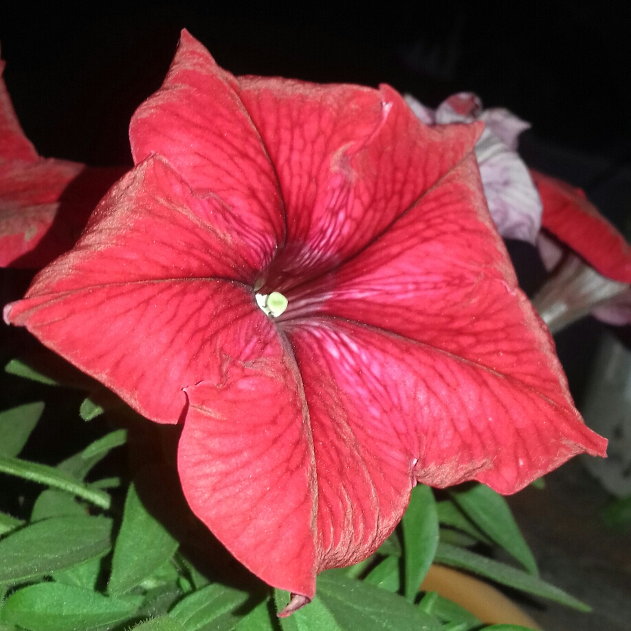 Petunia Happitunias-Black Cherry in the GardenTags plant encyclopedia