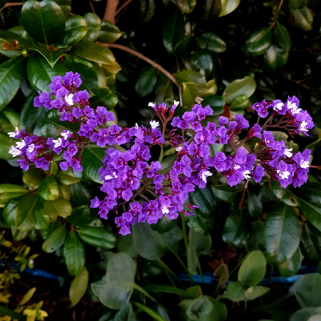 Sea Lavender Blue Seas in the GardenTags plant encyclopedia