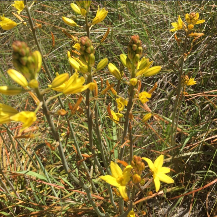 Bulbine bulbosa syn. Bulbinopsis bulbosa, Bulbine Lily in GardenTags ...