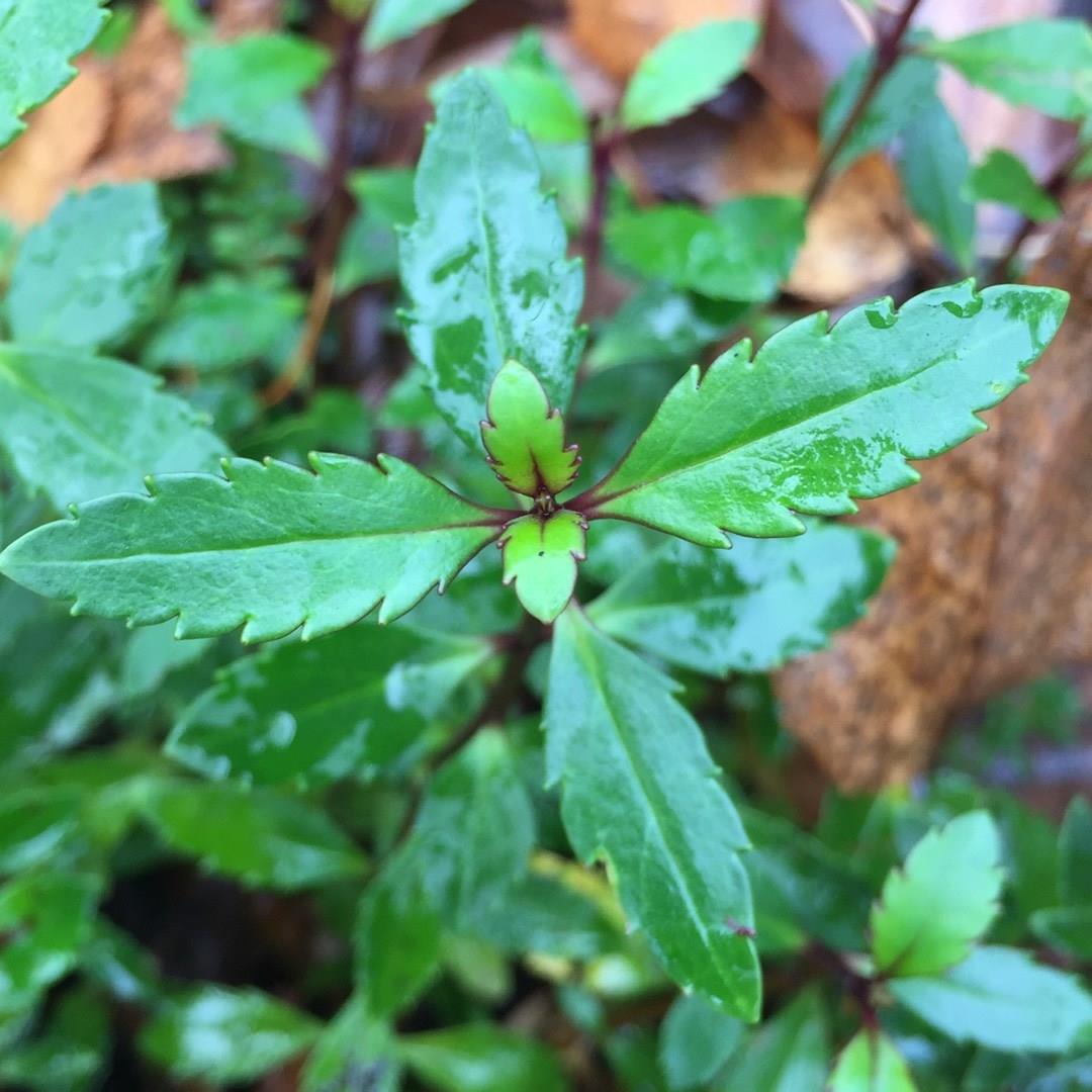 Parahebe Miss Wilmott in the GardenTags plant encyclopedia