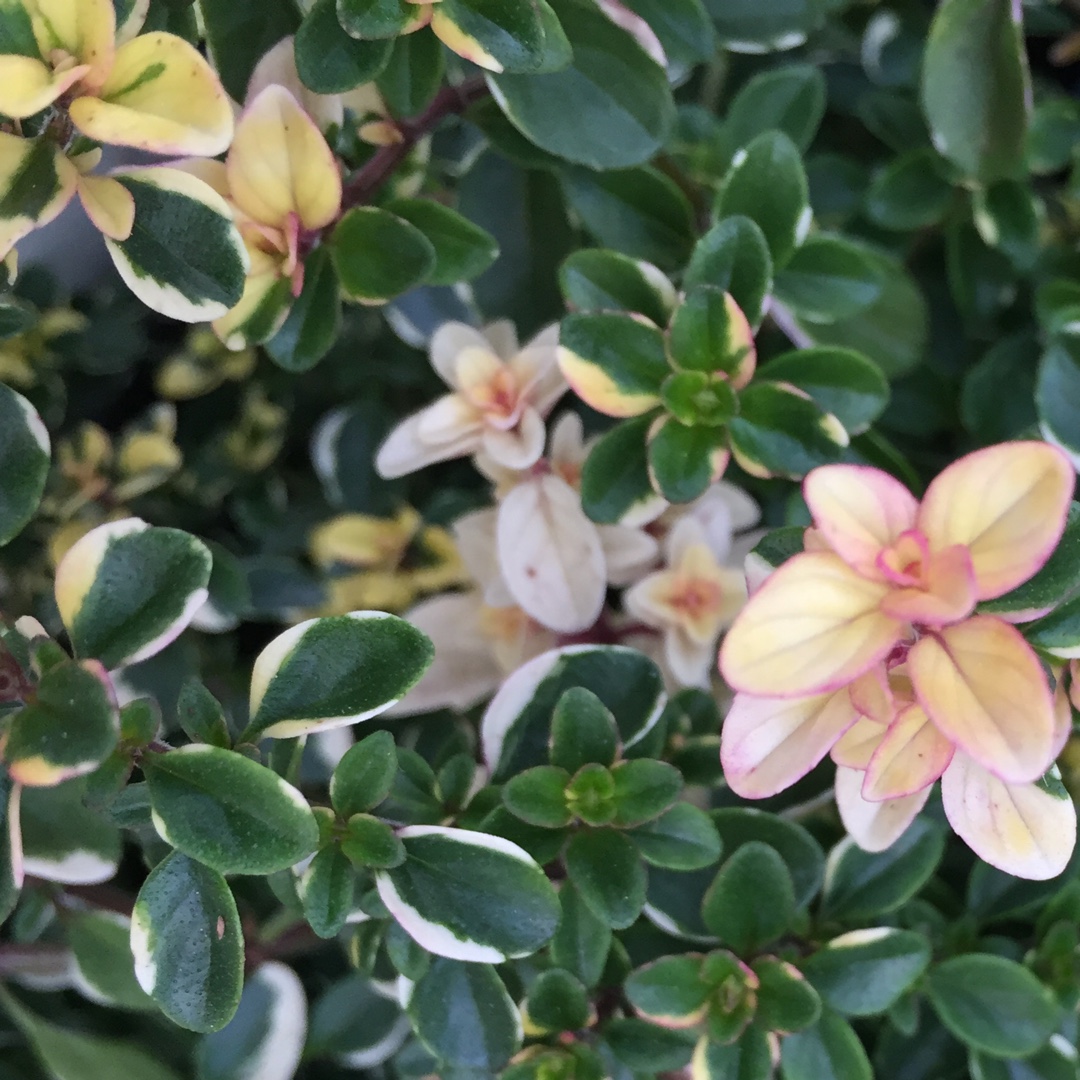 Variegated Broadleaf Thyme Foxley in the GardenTags plant encyclopedia